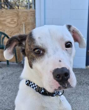 American Staffordshire Terrier and Hound Dogs Available for Adoption - Watson | PetCurious