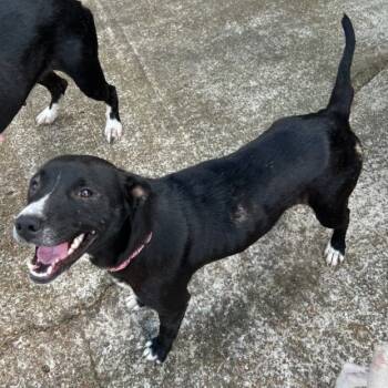 Rescue Mixed Breed Dogs for Adoption in Tupelo, Mississippi - Missy | PetCurious