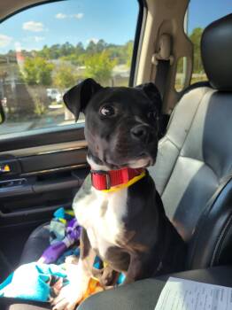 Pit Bull Terrier and American Bulldog Dogs Available for Adoption in Winder, Georgia - Ruby 2026-188 | PetCurious