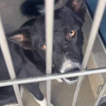 Archer -  Collie Dog for Adoption in Kingman, Arizona - Archer | PetCurious