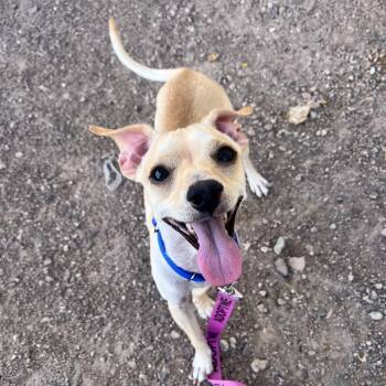 Queso 54208 -  Chihuahua and Mixed Breed Dog for Adoption in Las Vegas, Nevada - Queso 54208 | PetCurious