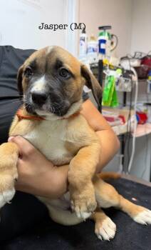 Rescue Pit Bull Terrier Dogs for Adoption in Los Angeles, California - Jasper | PetCurious