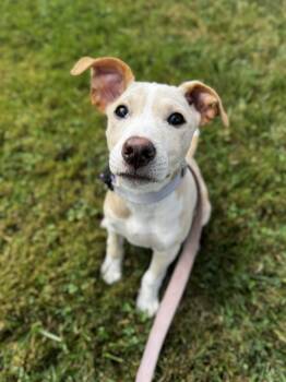 Vanilla Swirl -  Labrador Retriever Dog for Adoption in Portland, Maine - Vanilla Swirl | PetCurious