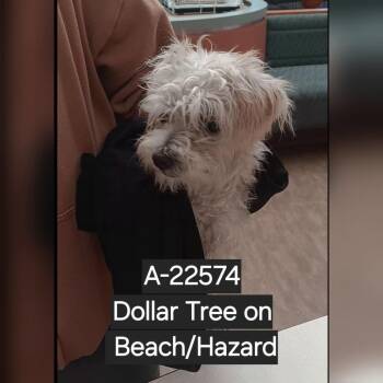 Shortbread -  Terrier Dog for Adoption in Westminster, California - Shortbread | PetCurious