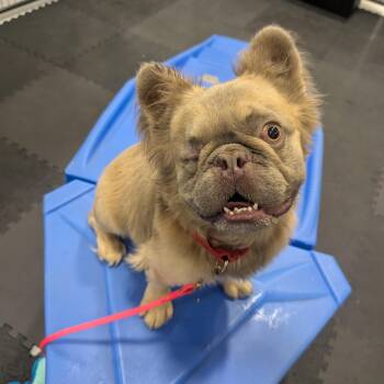 Trombone -  French Bulldog Dog for Adoption in Columbus, Ohio - Trombone | PetCurious