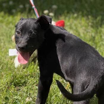 Labrador Retriever Dogs Available for Adoption in Locust Fork, Alabama - Crunch | PetCurious