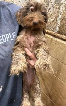 Jelly Bean -  Dachshund Dog for Adoption in Thompson Falls, Montana - Jelly Bean | PetCurious