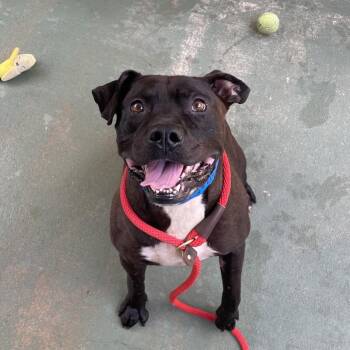 Atticus -  Mixed Breed Dog for Adoption in Chattanooga, Tennessee - Atticus | PetCurious