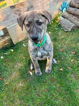 Benny -  Mixed Breed Dog Available for Adoption in De Pere, Wisconsin - Benny | PetCurious