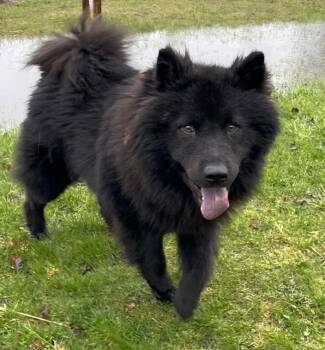 Chow Chow Dogs Available for Adoption in Muskegon, Michigan - Rex | PetCurious