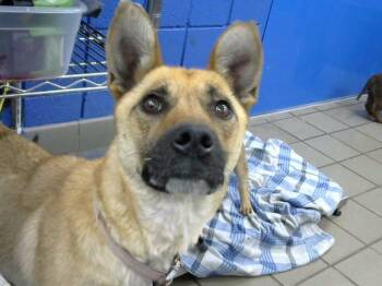 CHANCY -  German Shepherd Dog and Mixed Breed Dog for Adoption in Albuquerque, New Mexico - CHANCY | PetCurious