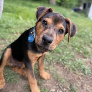 Garth -  Feist and French Bulldog Dog for Adoption in Christiansburg, Virginia - Garth | PetCurious