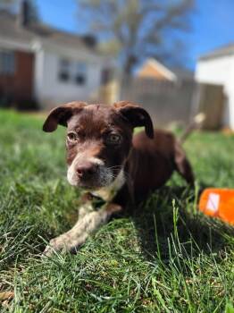 English Pointer Dogs Available for Adoption in Lincoln, Nebraska - FRECKLES | PetCurious