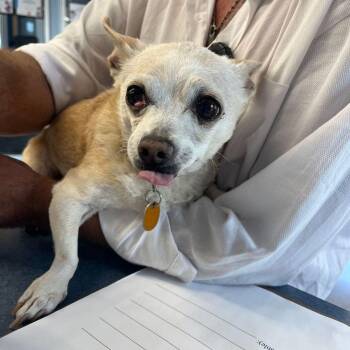Chata -  Chihuahua Dog for Adoption in Kingman, Arizona - Chata | PetCurious