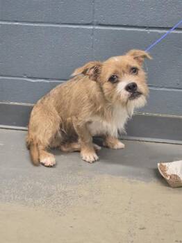 CANELO -  Cairn Terrier and Shih Tzu Dog for Adoption in Tallahassee, Florida - CANELO | PetCurious