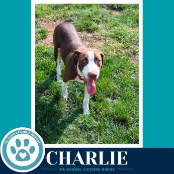Charlie (Silent Film Stars) 080826 -  Labrador Retriever Dog for Adoption in Kimberton, Pennsylvania - Charlie (Silent Film Stars) 080826 | PetCurious