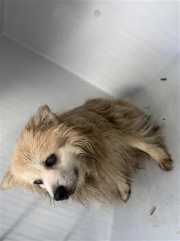 A662535 -  Pomeranian Dog for Adoption in Houston, Texas - A662535 | PetCurious