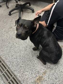 Mixed Breed Dogs Available for Adoption in West Chester, Pennsylvania - Paloma | PetCurious