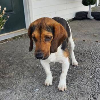 Bravo -  Beagle Dog Available for Adoption in Erie, Pennsylvania - Bravo | PetCurious