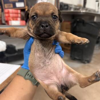 Arya A2 -  Mixed Breed Dog for Adoption in Edinburg, Texas - Arya A2 | PetCurious