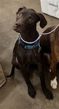 ELANA -  Mixed Breed Dog for Adoption in Dallas, Texas - ELANA | PetCurious