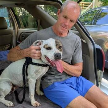 Flossy -  Pit Bull Terrier and Mixed Breed Dog for Adoption in Richmond, Virginia - Flossy | PetCurious