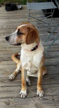 BB -  Hound Dog for Adoption in Rutledge, Tennessee - BB | PetCurious