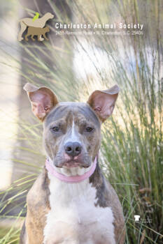 Rescue American Staffordshire Terrier and Mixed Breed Dogs for Adoption in North Charleston, South Carolina - 89302a Mista President | PetCurious