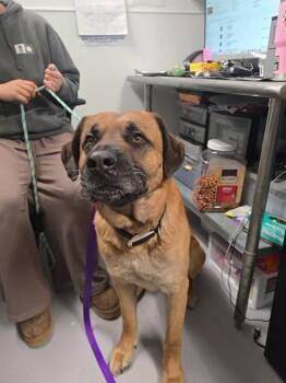 Mixed Breed Dogs Available for Adoption - Teddy | PetCurious