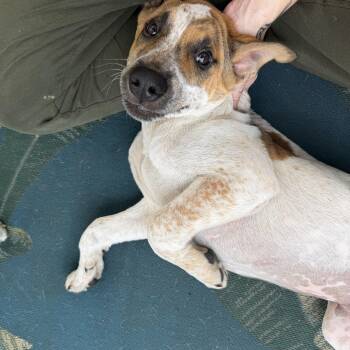 Speckles -  Pit Bull Terrier and Cattle Dog Dog for Adoption in Minneapolis, Minnesota - Speckles | PetCurious