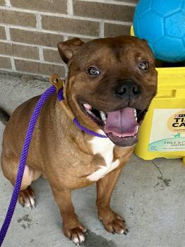 Rescue Dogue De Bordeaux Dogs for Adoption in Pine Bluff, Arkansas - Royce | PetCurious