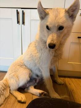 Mixed Breed Dogs Available for Adoption in Athens, Ontario - Donut (2.0) | PetCurious