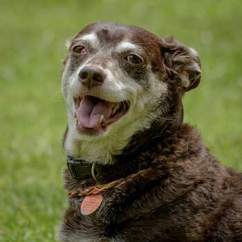 Rescue Chihuahua Dogs for Adoption in Lambertville, New Jersey - Little Man | PetCurious