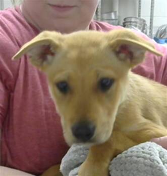Carolina Dog and Mixed Breed Dogs Available for Adoption - LEIA | PetCurious