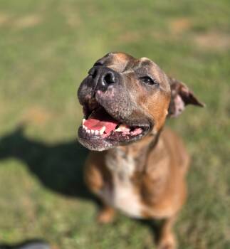 APPLE -  English Bulldog Dog for Adoption in Athens, Alabama - APPLE | PetCurious