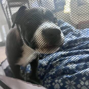 Yogi (C000-249) - Costa Mesa Location -  Labrador Retriever and Border Collie Dog for Adoption in Chino Hills, California - Yogi (C000-249) - Costa Mesa Location | PetCurious