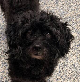Blossom -  Poodle Dog for Adoption in Golden, Colorado - Blossom | PetCurious