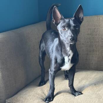 Herbert -  Chihuahua Dog for Adoption in Fort Collins, Colorado - Herbert | PetCurious