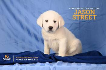 Great Pyrenees Dogs Available for Adoption - Jason Street | PetCurious