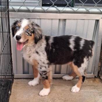 Razorwhip -  Australian Shepherd Dog for Adoption in Freeport, Florida - Razorwhip | PetCurious
