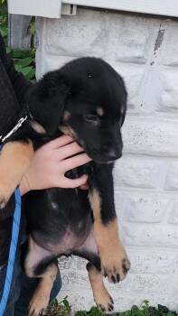 Koda -  Labrador Retriever and Shepherd Dog for Adoption in West Peoria, Illinois - Koda | PetCurious