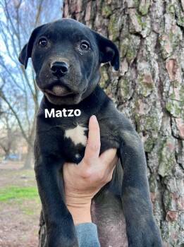 Labrador Retriever and Mixed Breed Dogs Available for Adoption - Cahilliee / Matzo | PetCurious
