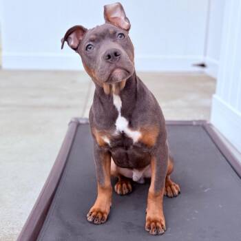 Mixed Breed Dogs Available for Adoption - Leggo | PetCurious