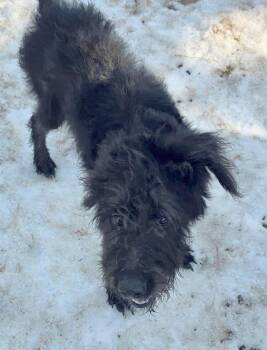Standard Poodle and Labrador Retriever Dogs Available for Adoption - Roger | PetCurious