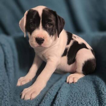 Mixed Breed Dogs Available for Adoption in Olathe, Kansas - W$sh L$st | PetCurious
