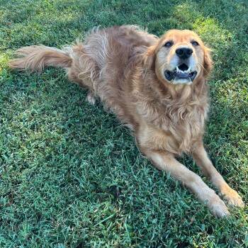 TUCKER -  Golden Retriever Dog for Adoption in Louisville, Kentucky - TUCKER | PetCurious