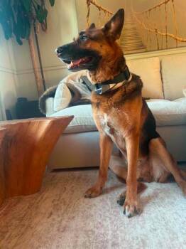 Finn -  German Shepherd Dog Dog for Adoption in Rigaud, Quebec - Finn | PetCurious