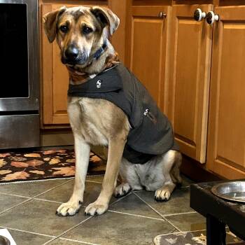 Shepherd and Mixed Breed Dogs Available for Adoption - Georganna *adoption Pending* | PetCurious