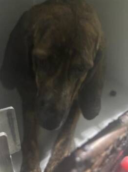 DELTA -  Bloodhound Dog for Adoption in Houston, Texas - DELTA | PetCurious