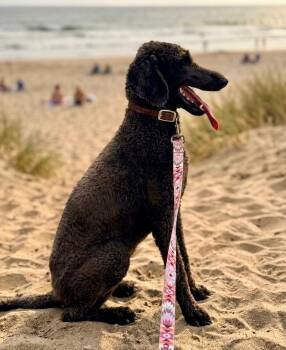 ALLIE -  Standard Poodle Dog for Adoption in Palmdale, California - ALLIE | PetCurious
